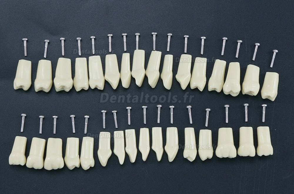 Modèle de simulation de typodonte dentaire avec 32 dents amovibles compatible avec Frasaco AG3